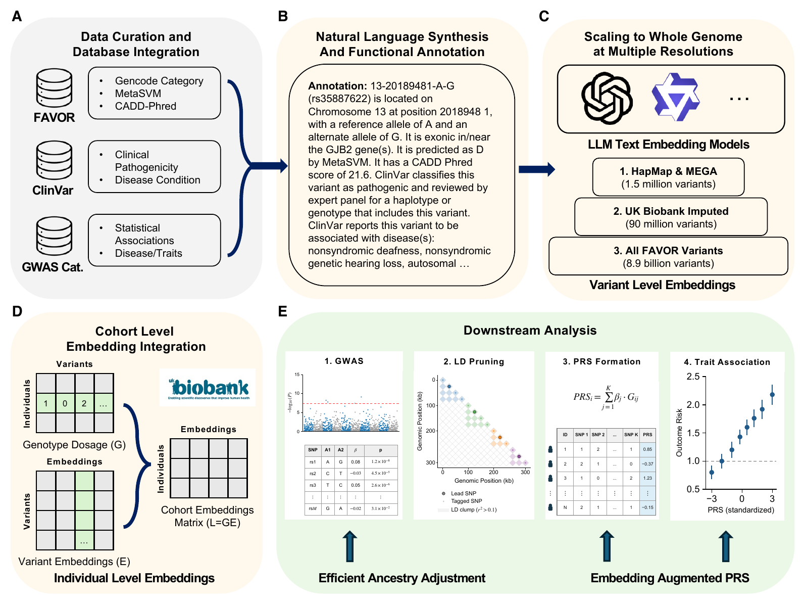 Overview of the LLM embedding framework for human genome variation